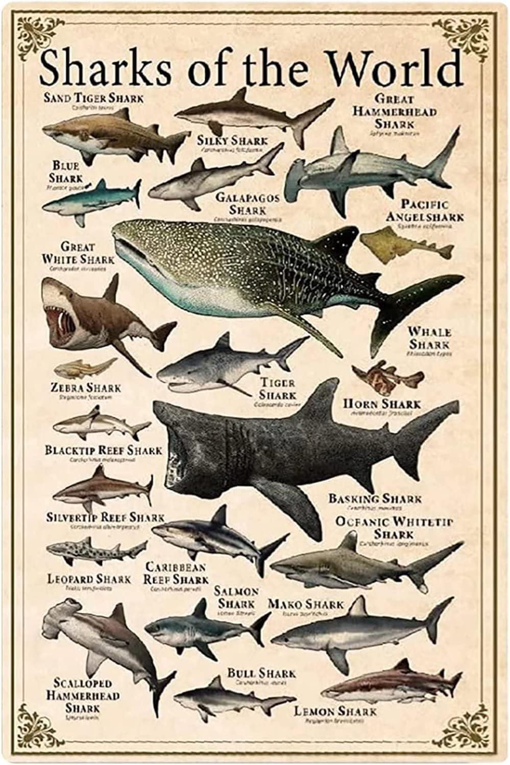 Bonoff Rusted Metal Sharks Of The World Shark Types Knowledge Vintage Decor Poster Wall Art Decor Metal Sign Poster 8X12 Inches