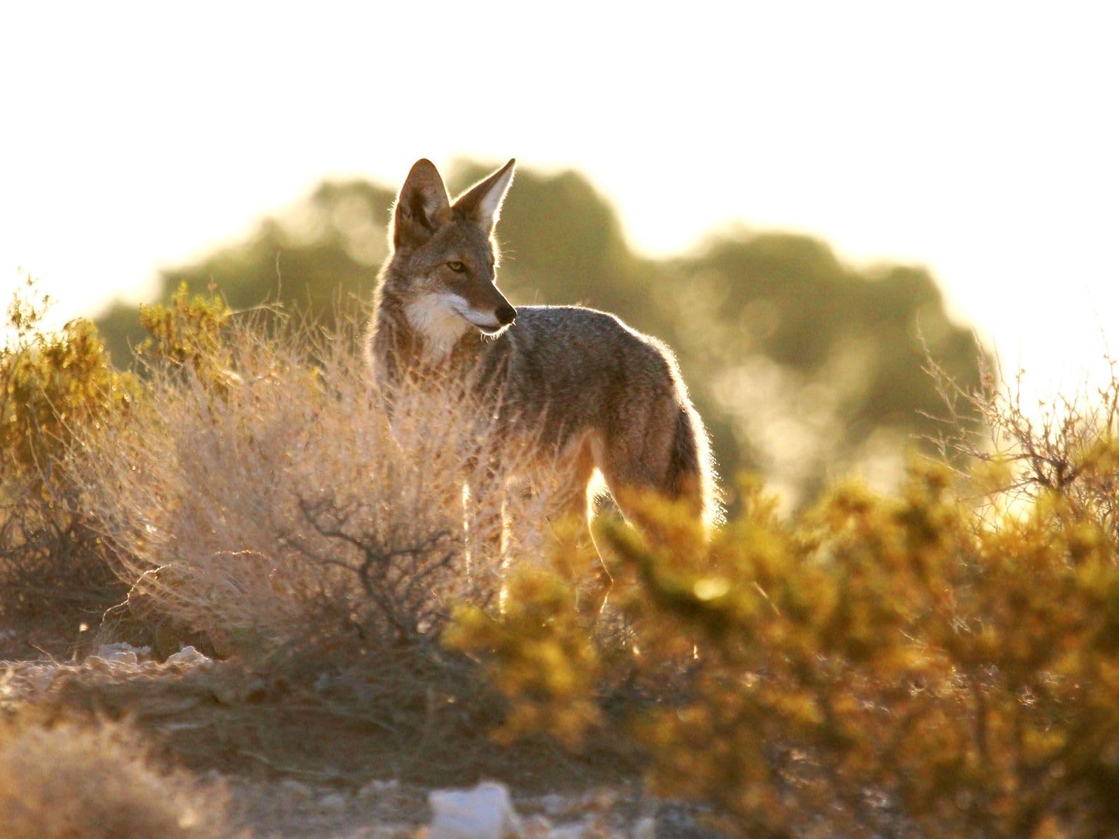 Puzzle 1000 pieces, skill game for the whole family, coyote, animal, predator 26x38CM — image 1