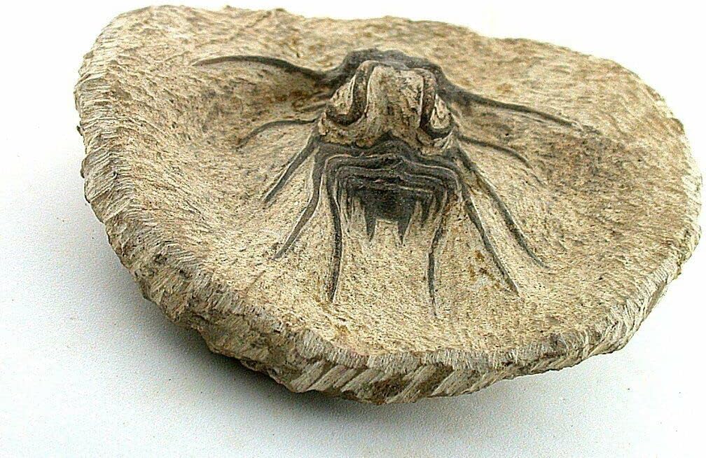 Reproduction Trilobite Fossil in Host Rock Morocco 3/4 Pound EBS8780