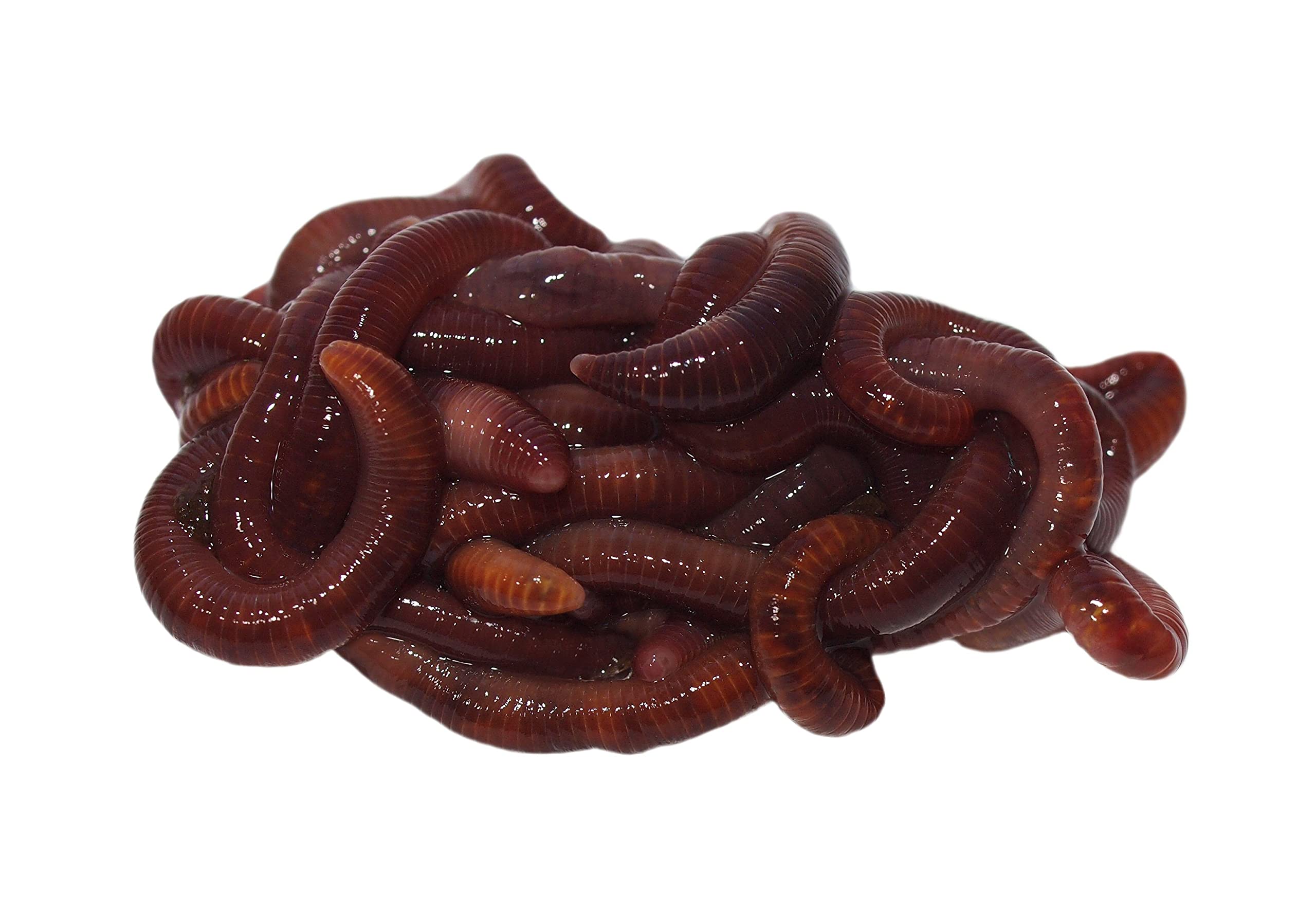 Buy 1000+ Red Wigglers Composting Worms Perfect for Worm Composting