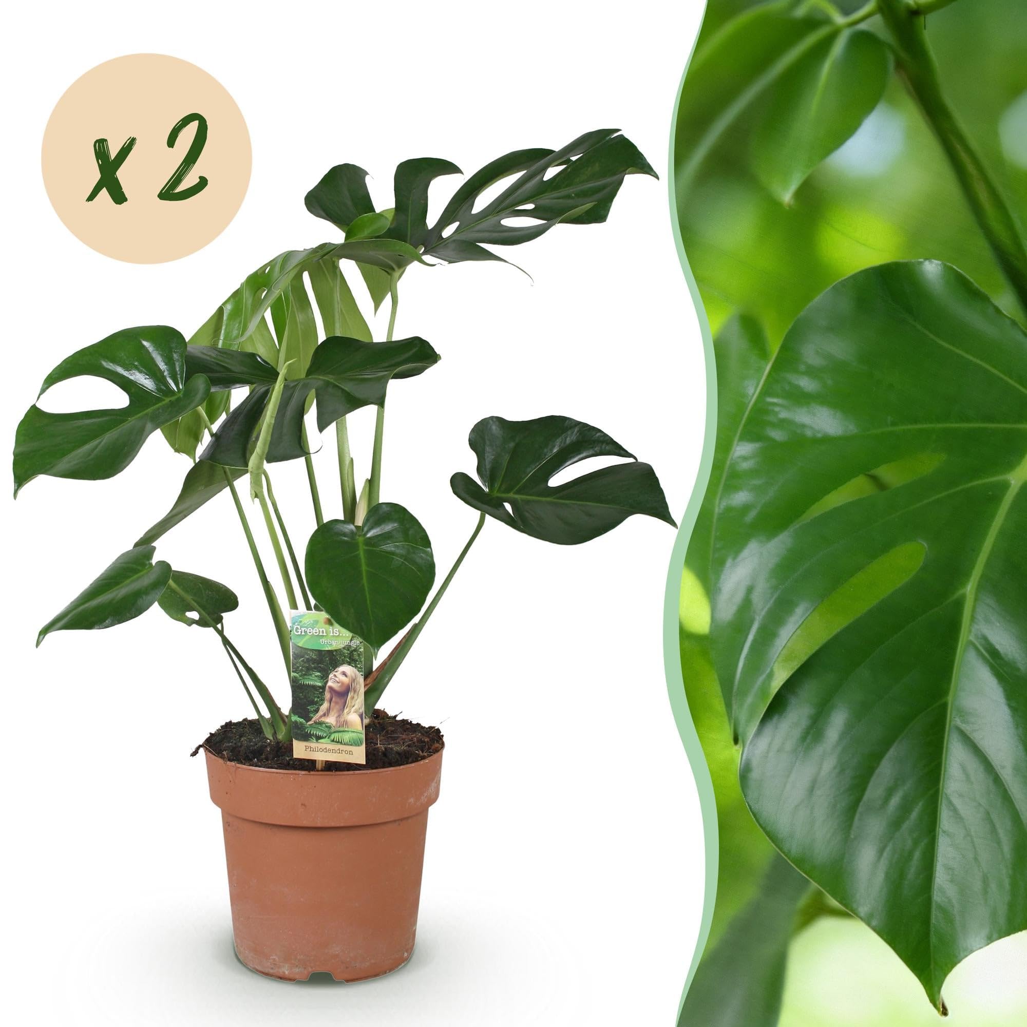 Green boutiQ - Zimmerpflanzen - Monstera Deliciosa - Fensterblatt - Wenig Pflege - Grün - 2 Pflanzen - Topf 17cm - Höhe 50-55cm