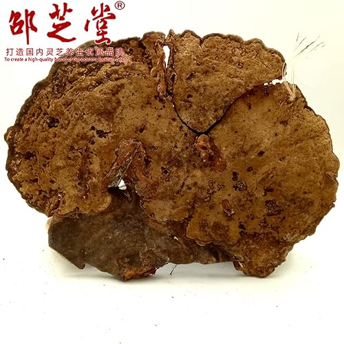 Miniatura 3 de Crecimiento salvaje cian Ganoderma lucidumLucid Ganodermalingzhi, 35.3 onzas.