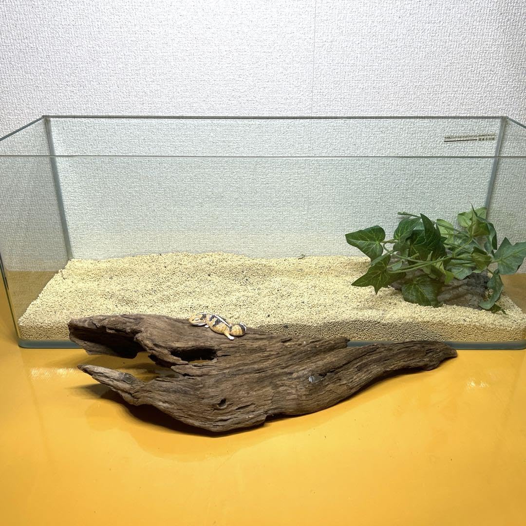 No.303》流木 アク抜き済み 昆虫類・爬虫類・ビバリウム・パルダリウム 