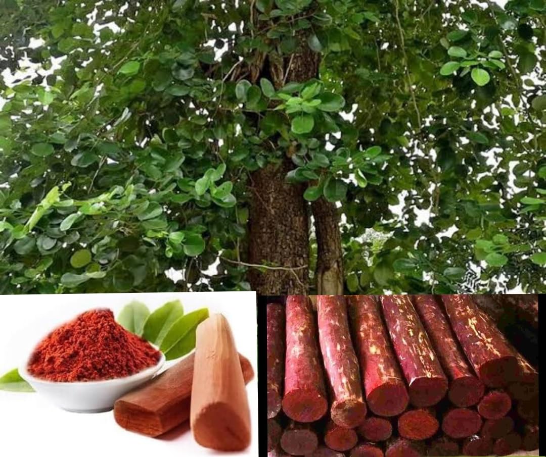 See full amazon price history chart for BISWAS PLANTS HOUSE Original Red Sandalwood Most Expensive Lal Chandan Live Plant (Pack Of-1) Healthy Tree BISWAS PLANTS HOUSE Original Red Sandalwood Most Expensive Lal Chandan Live Plant (Pack Of-1) Healthy Tree (B0DB29VBQ8) Amazon Price History, Amazon Price Tracker