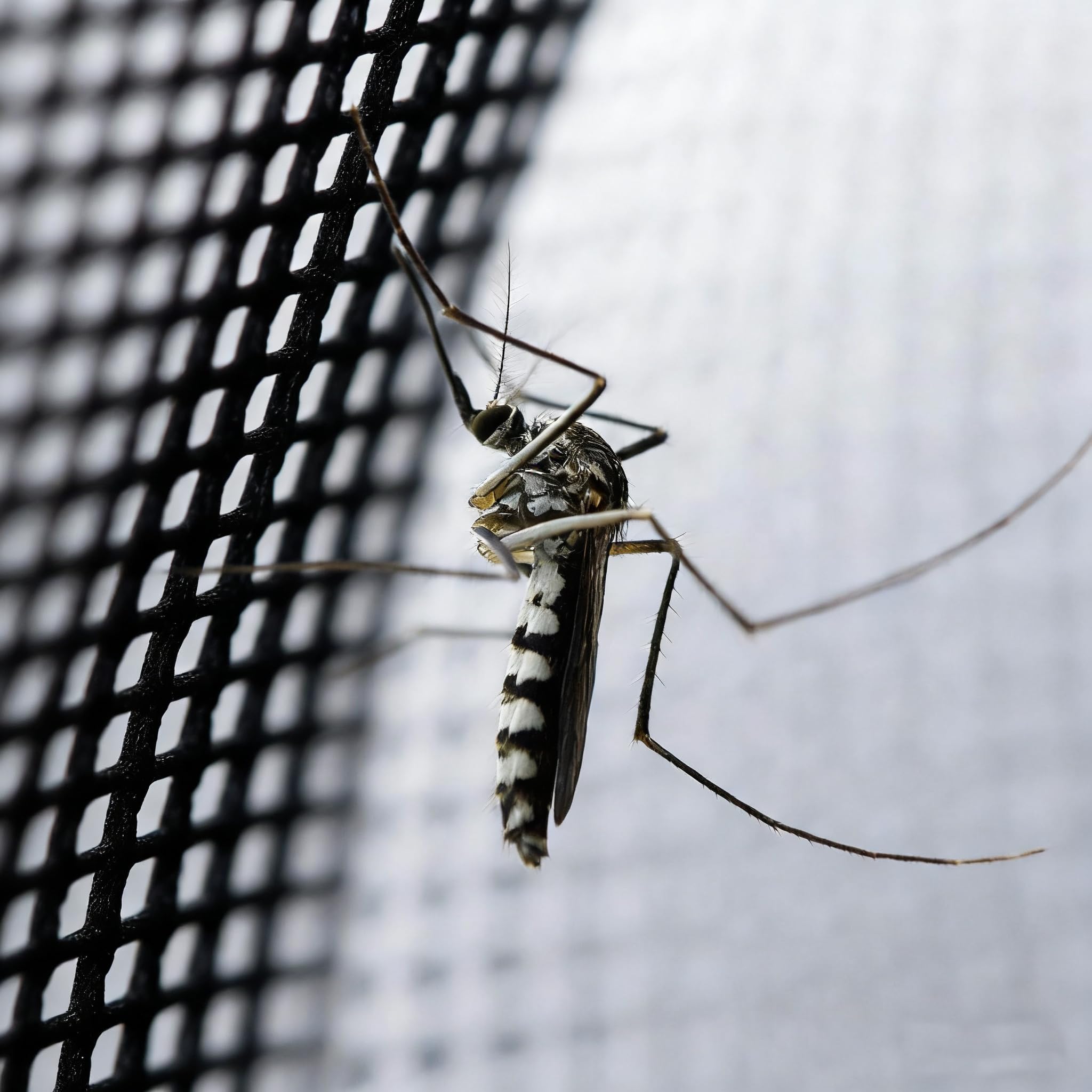 Bed Canopy with LED Star Lights, Black Canopy Bed Curtain with RGB Color Changing String Lights with Smart App Control Remote for Princess Girls Bedroom, Suggested for Twin Full Queen King Bed