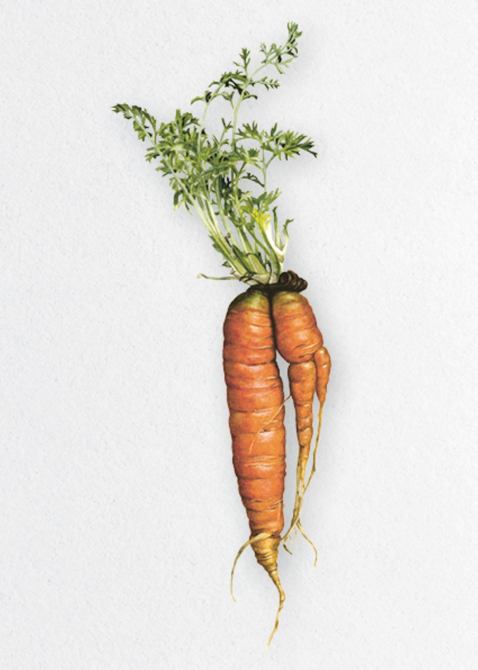 Panique au potager: Maladies et ravageurs - 45 légumes, petits fruits et aromatiques à protéger