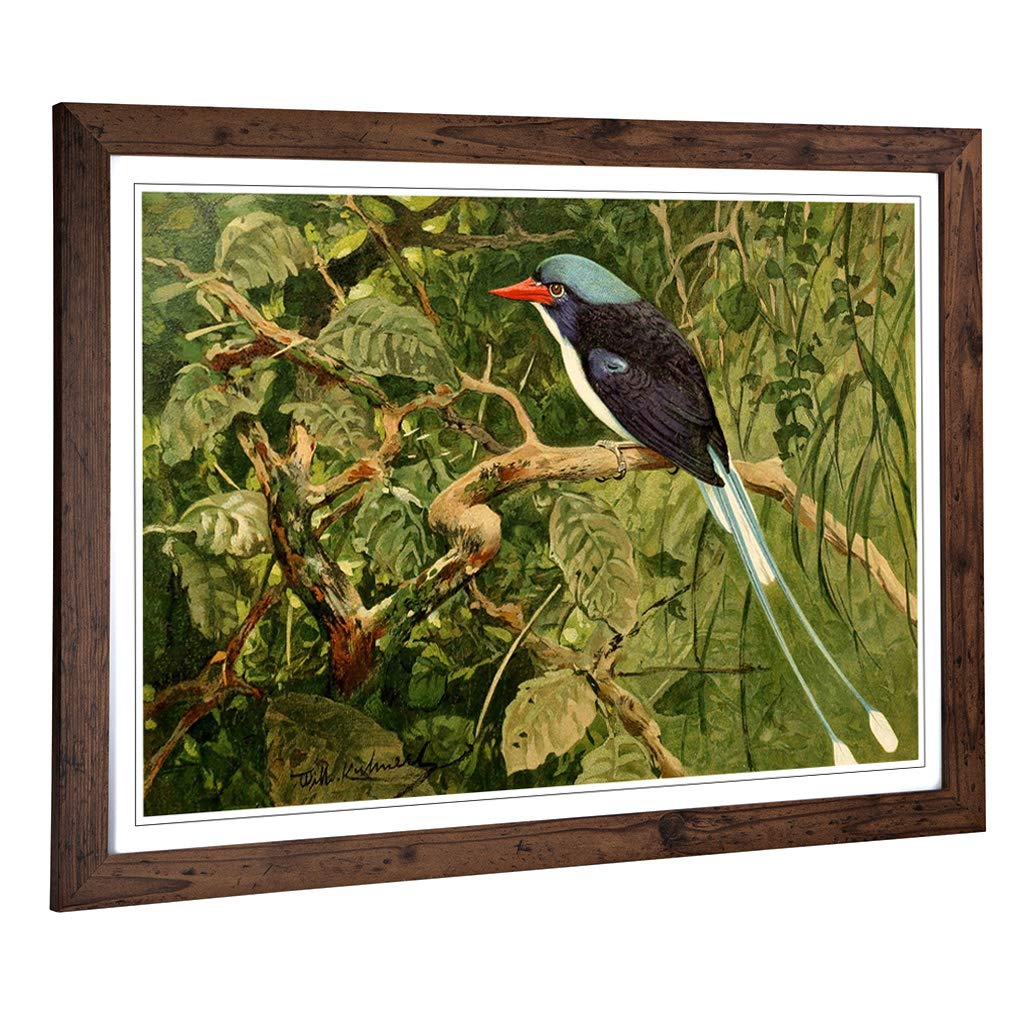 Big Box Art Framed Print of Vintage W Kuhnert Paradise Kingfisher Design | Wall Art Picture | Home Decor for Kitchen, Living Room, Bedroom, Hallway, Walnut, A2 / 24.5x18 Inch / 62x45cm