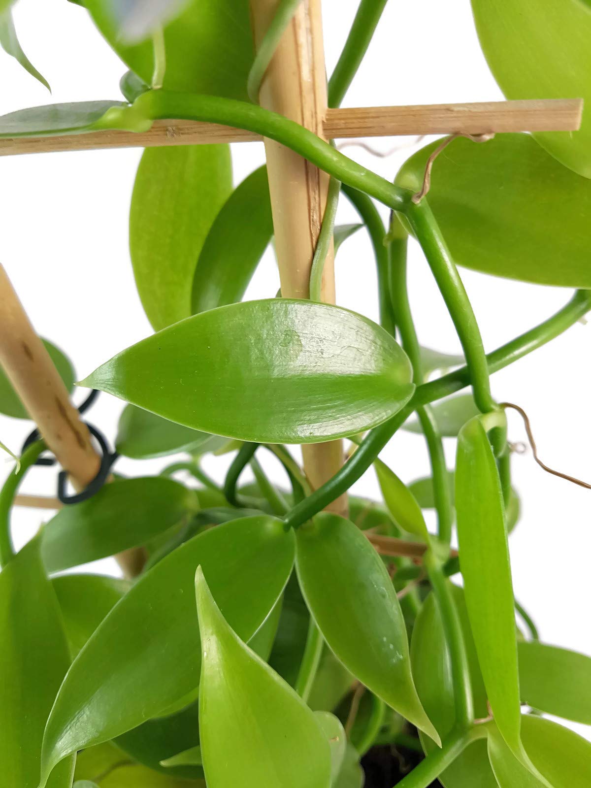 Vanilla planifolia - die echte Vanille Orchidee als zauberhafte Zimmerpflanze - nützliche Dekoration für Küche und Bad