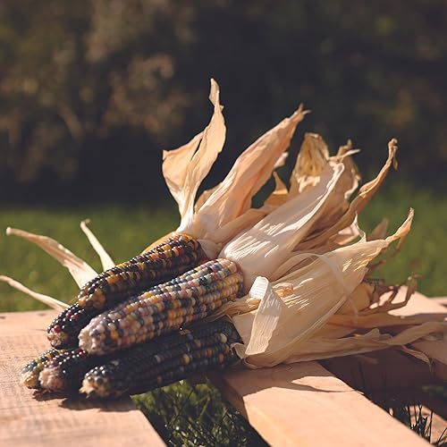 Miniatura 2 de Semillas de Maíz Ornamentales - Gema de Vidrio Orgánica - 10,000 Semillas