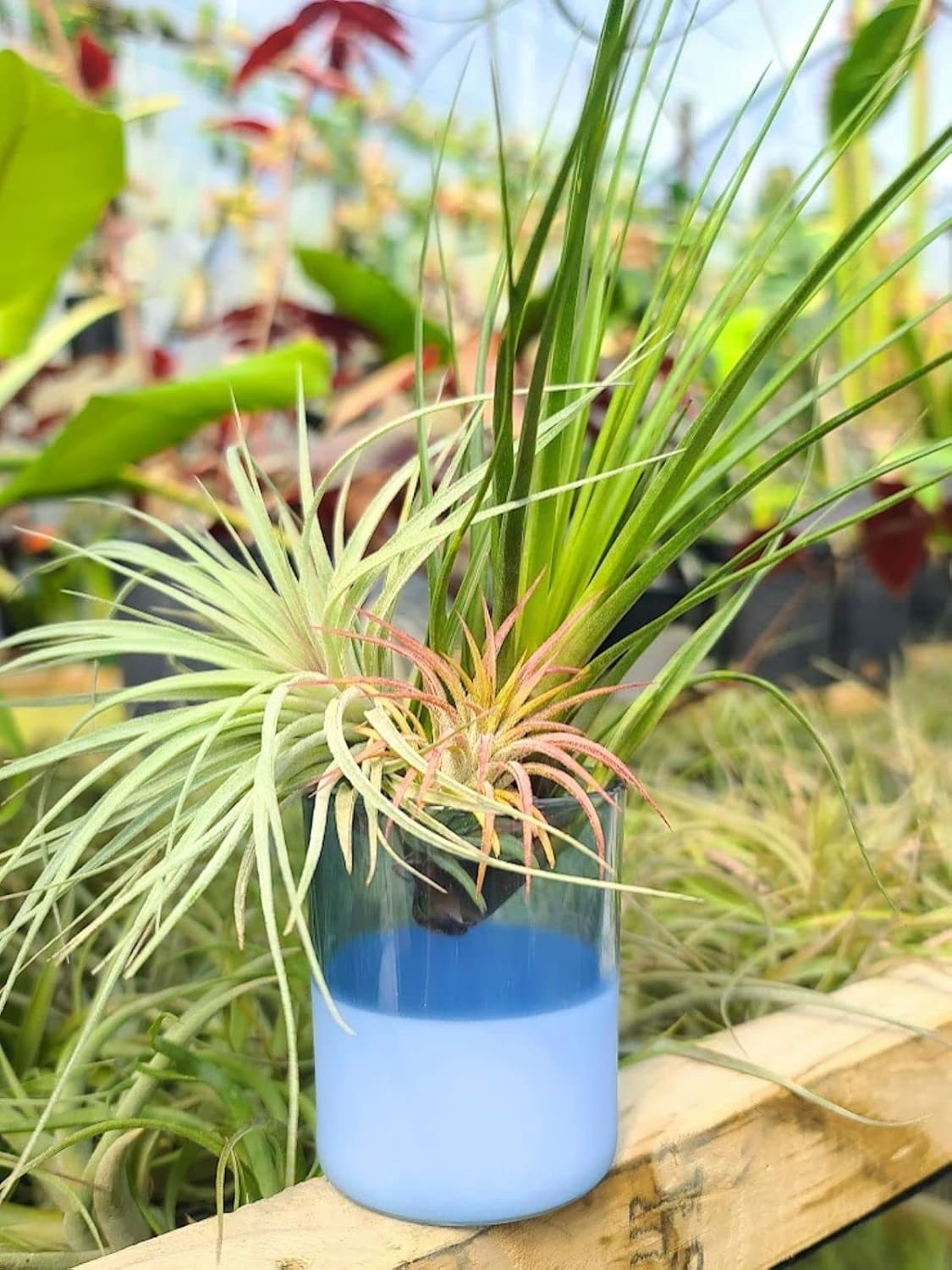 Mother's Day Gift Tillandsia Air Plant Bouquet by The Drunken Gnome (Holder and Airplants Included) (Violet Glass)