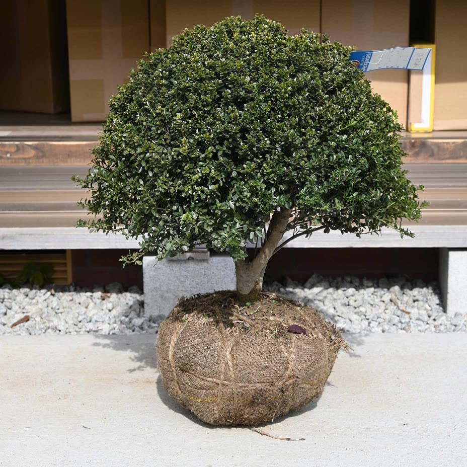 Amazon.co.jp: 金芽玉ツゲ 大きめの玉ツゲです玉仕立ての金芽柘植苗