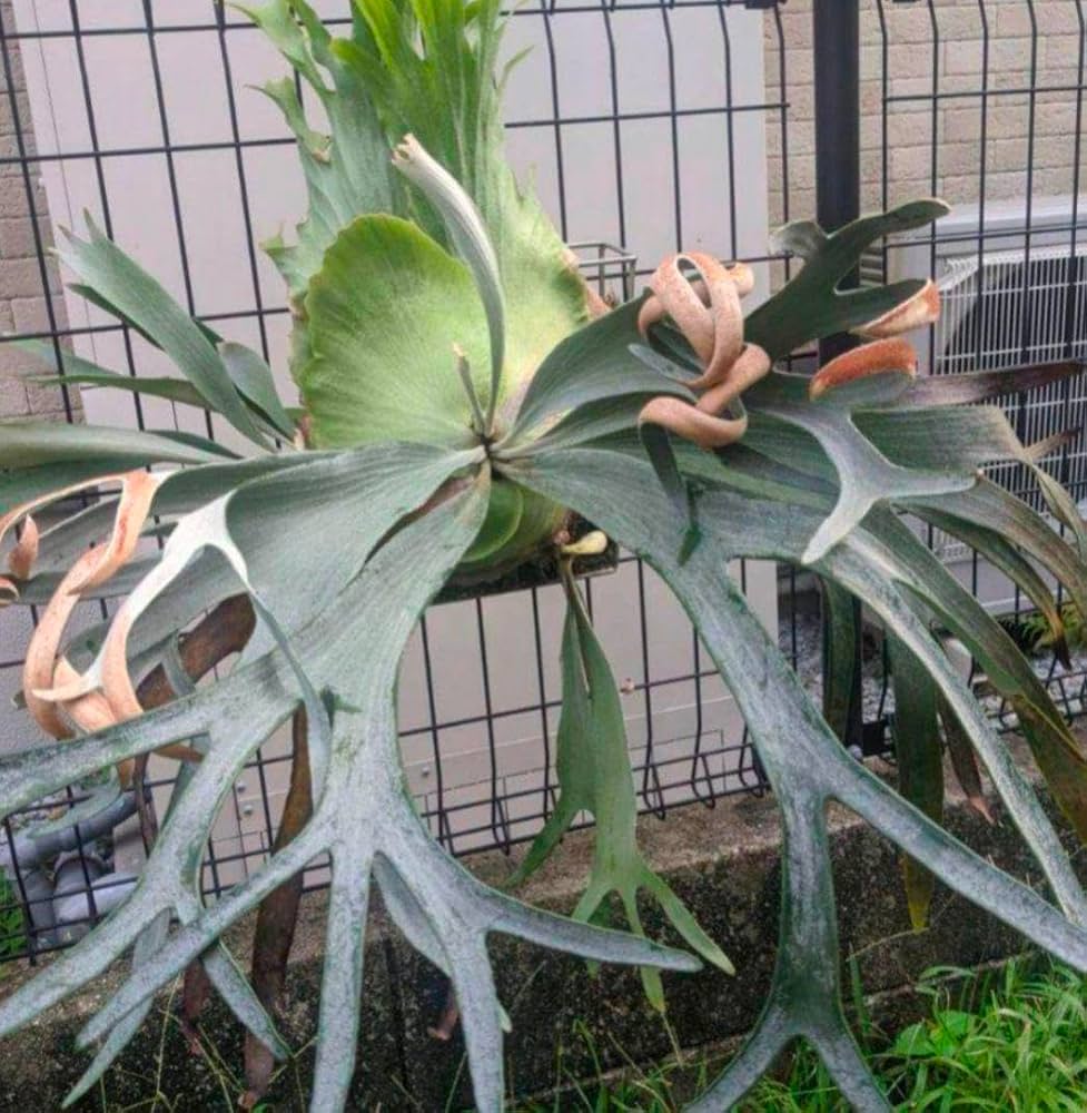 Amazon|ビカクシダ White Hawk 胞子葉|観葉植物 オンライン通販 Amazon|ビカクシダ White Hawk 胞子葉|観葉植物 オンライン通販