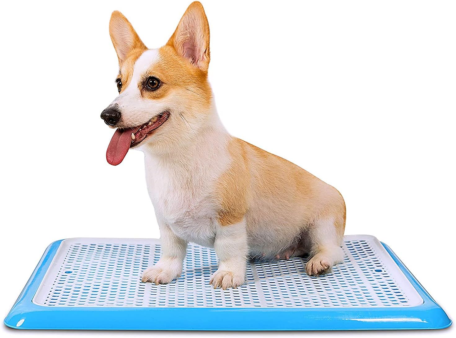 Qpets® Dog Potty Tray, Puppy Pee Pad Holder, 19.7x14.2inch Plastic Dog Pet Potty Indoor Training Toilet for Small Dogs, Keep Paws Dry and Floor Clean (Blue)
