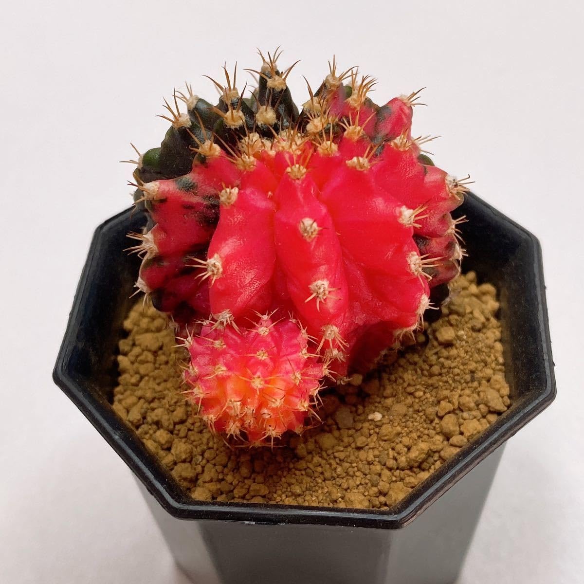 Amazon.co.jp: T-REX錦！多肉植物 恐竜サボテン ギムノカリキウムミハ