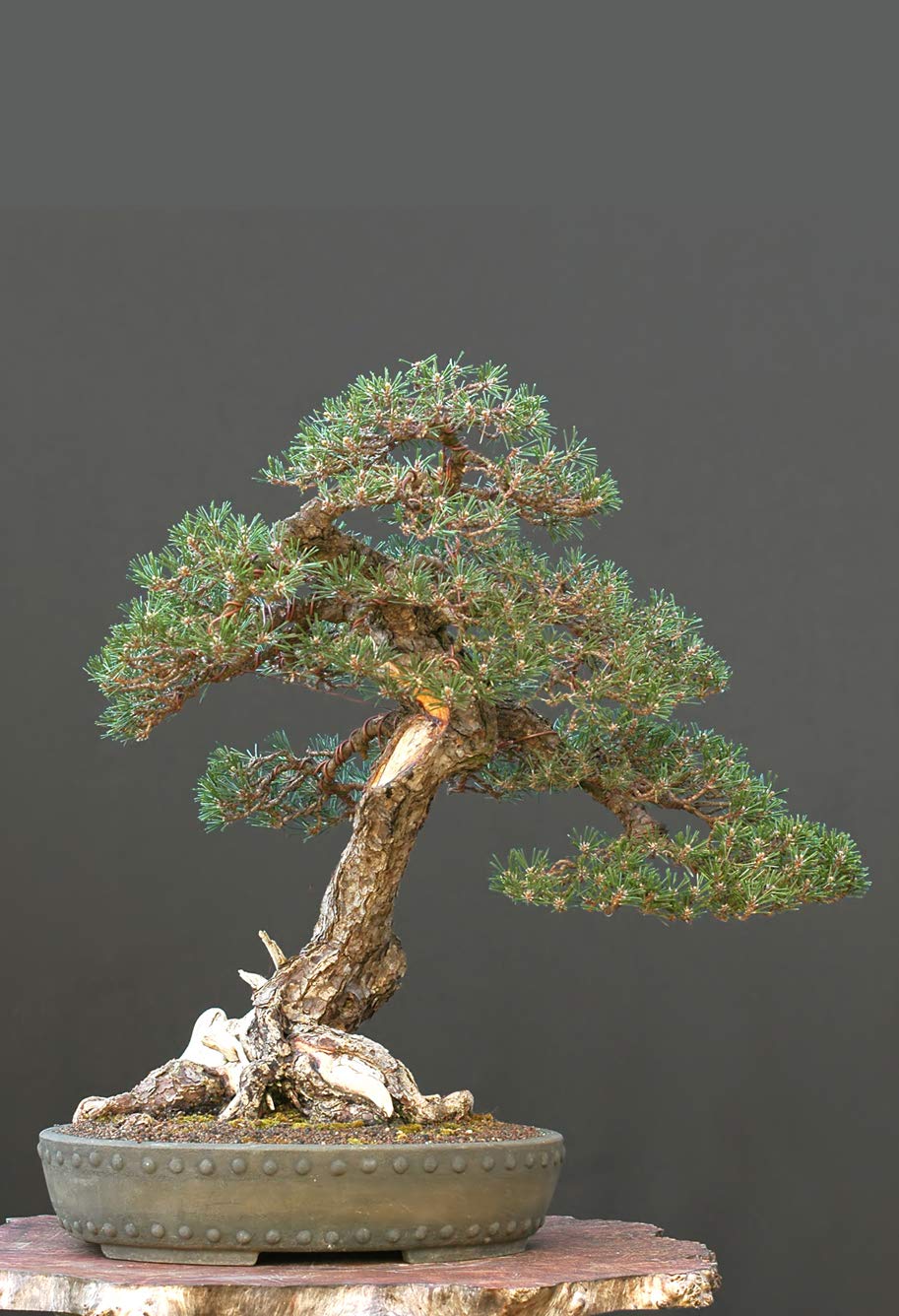 kanuma substrat bonsai Bonsaiwonder