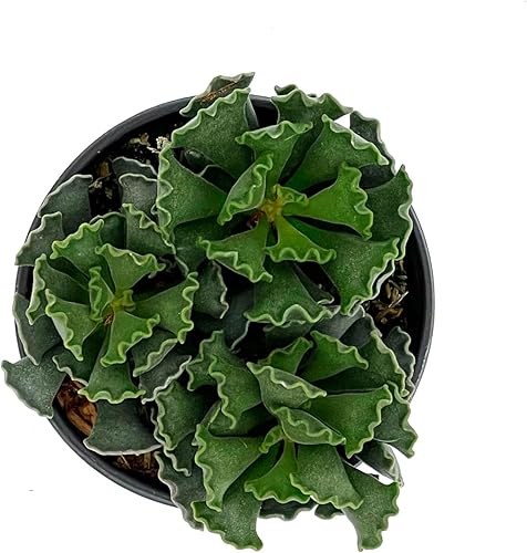 Miniatura 4 de ragnaroc Suculentas vivas  Adromischus Cristatus en maceta de 4 pulgadas  1 unidad  Suculentas en maceta  Plantas de casa para decoración del hogar
