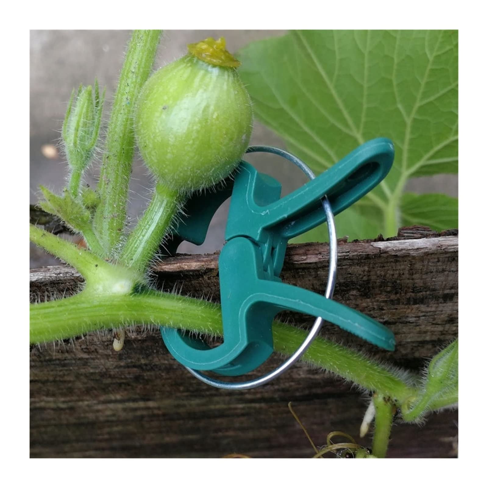 Befestigte Clips for grüne Gartenpflanzen - 20 Stück Pflanzenclips for Gewächshausgemüse, Blumen, Stängel, Reben, Traubenklemmen, Stütze, begradigen die Stängel (Color : L)