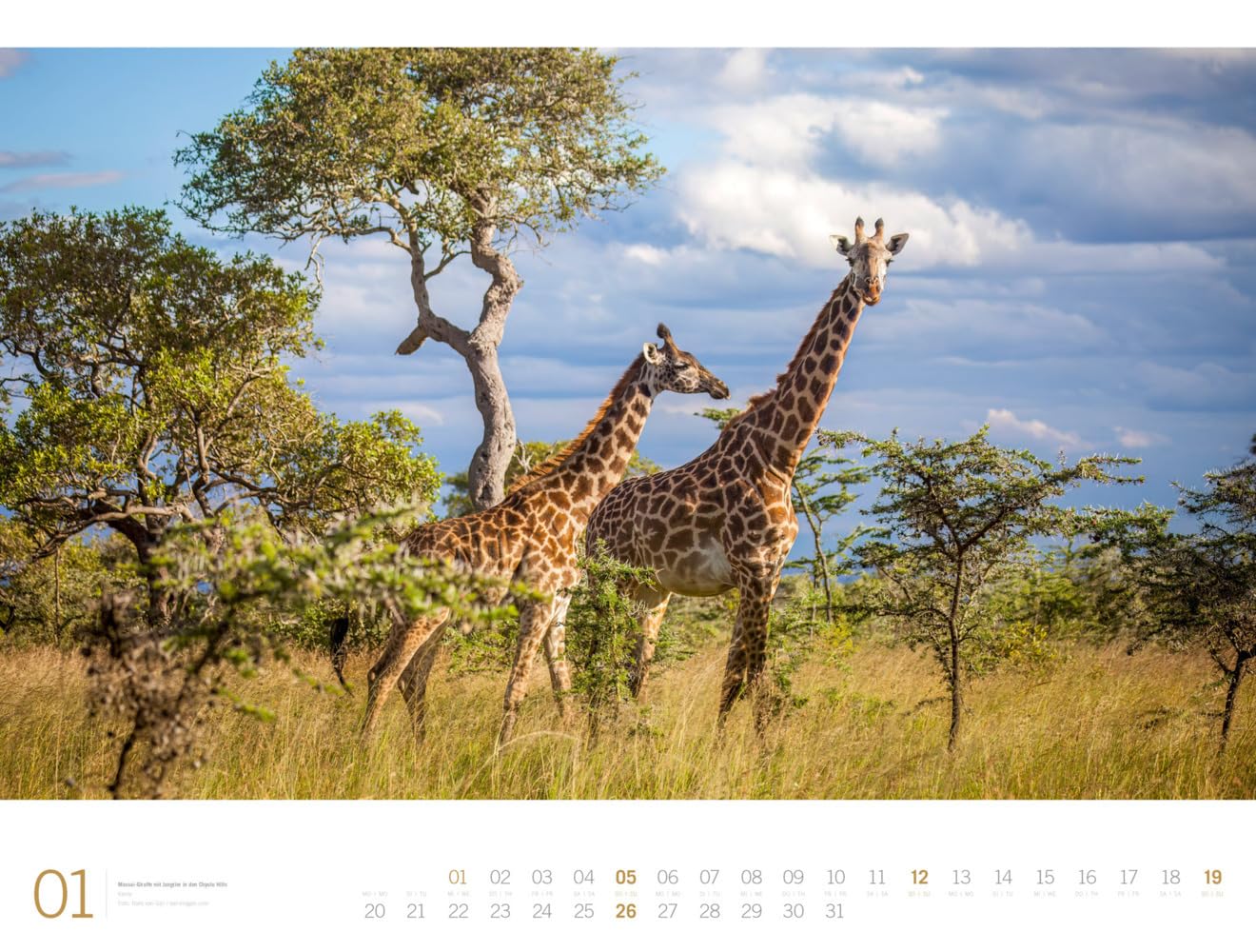 Afrika - Ackermann Gallery Kalender 2025, Wandkalender im Querformat (66x50 cm) - Großformat-Kalender / Hochwertiger Panorama-Kalender Tiere und Natur
