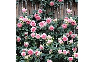 Marvelous Pink Cherokee Rose Vine: A Vision to Behold