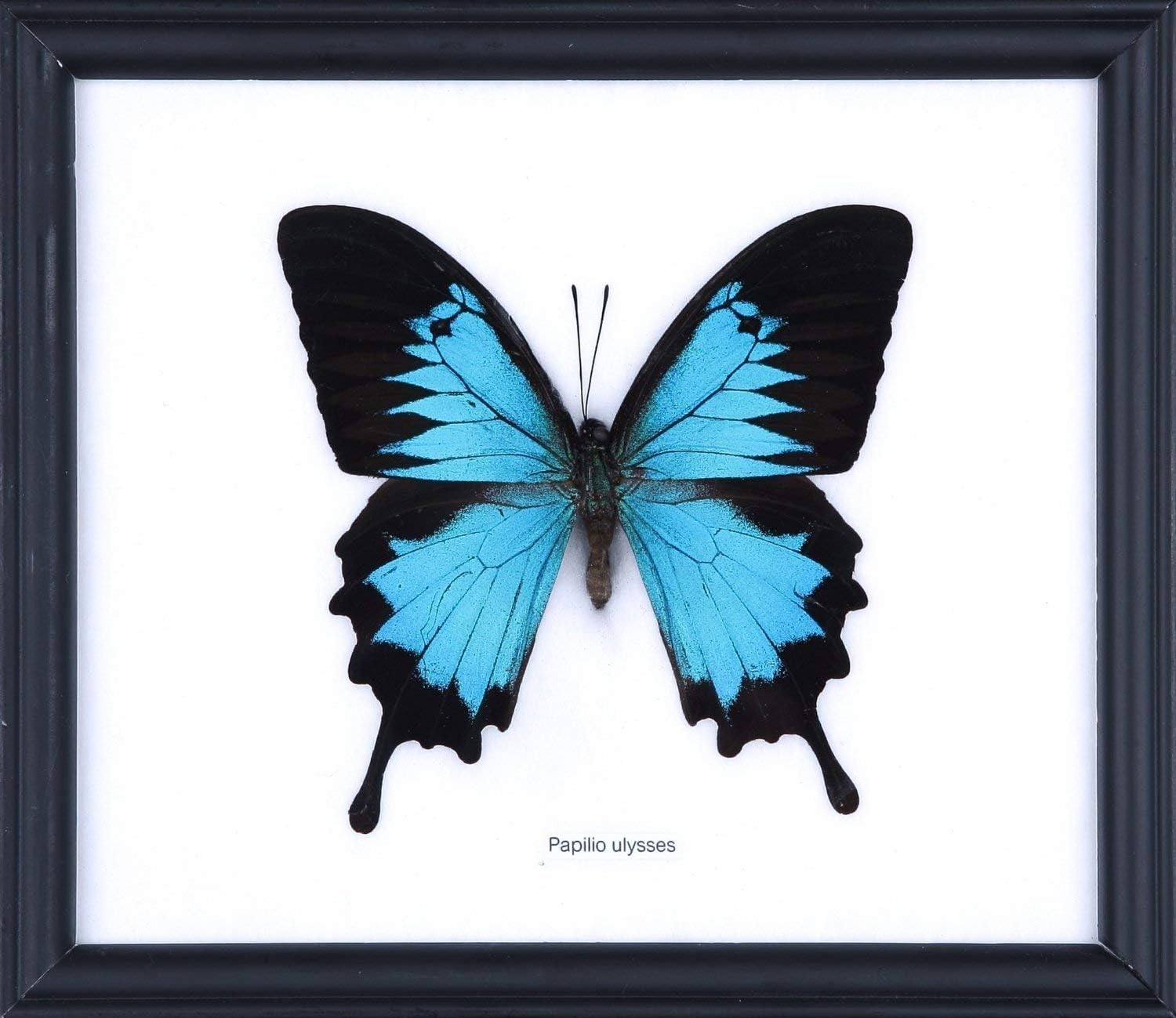 The Blue Swallowtail Butterfly (Papilio ulysses) | Mounted and Framed Wall Decor Taxidermy | 20 x 18 cm