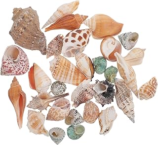 BCOATH 1 conjunto de enfeites de vaso enchimento eremita caranguejos naturais casa concha decoração enfeites substituíveis para concha DIY paisagismo decoração oceano aquário decorativo peixe fazendo bonsai foto festa