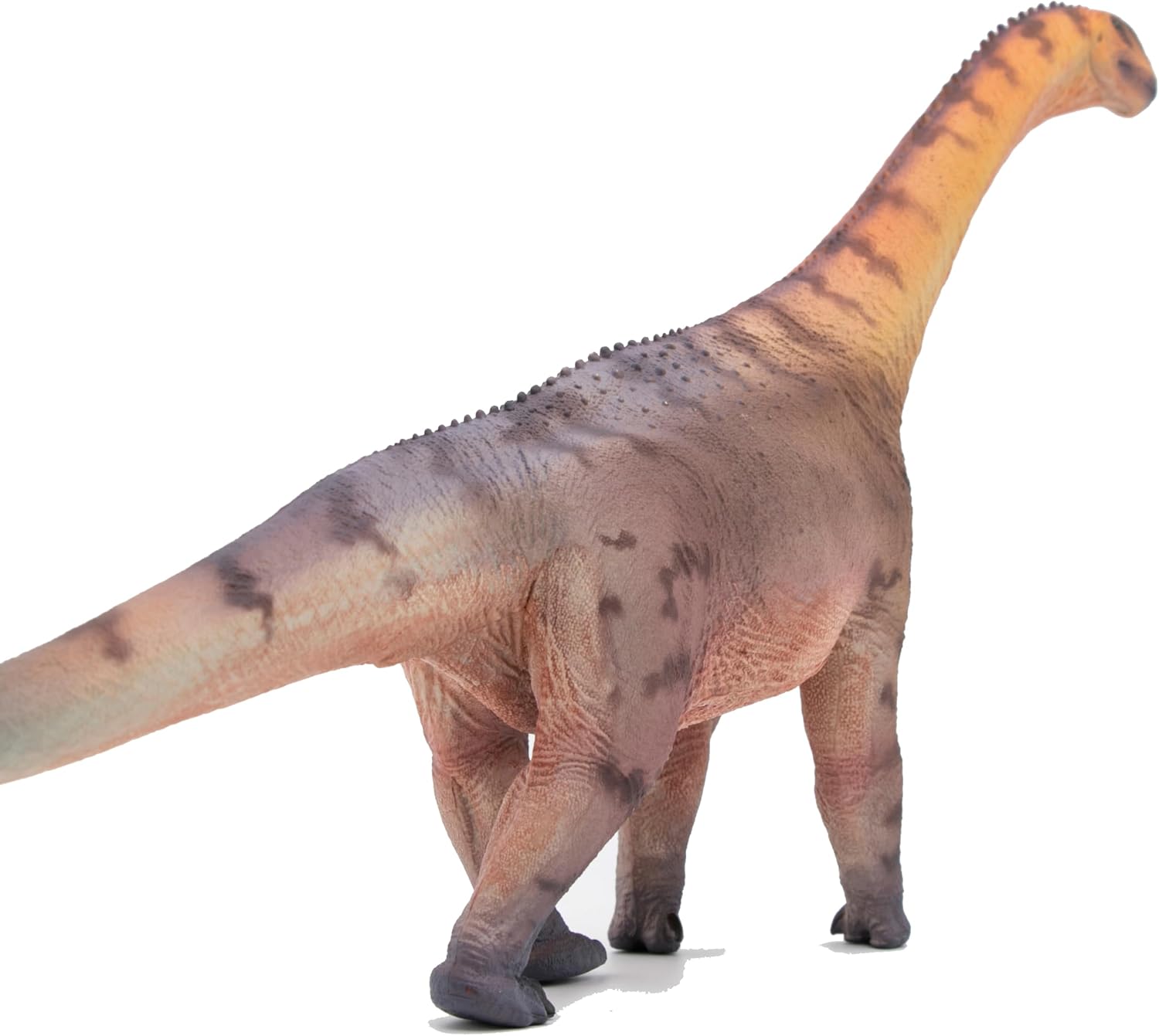 New Camarasaurus 1：35 Science and Art Model (Han Tao)