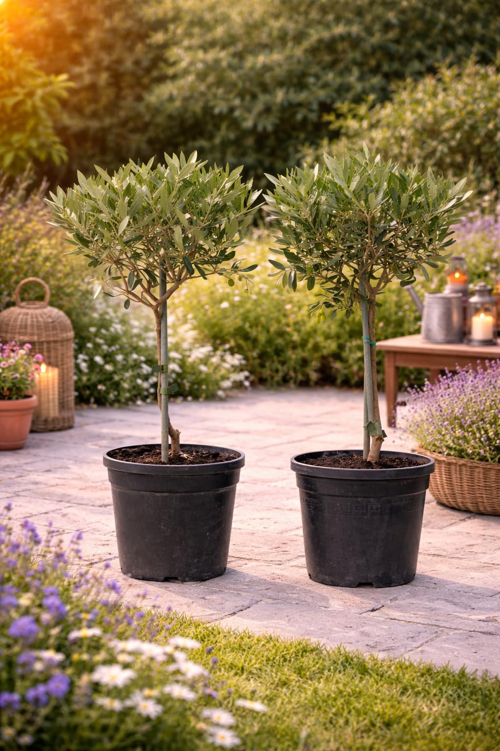 2er Set Olivenbaum Stmmchen 50-60 cm  Kleine Olivenpflanzen fr Garten,  Terrasse & Balkon  Winterhart, pflegeleicht & dekorativ : Amazon.de: Garten