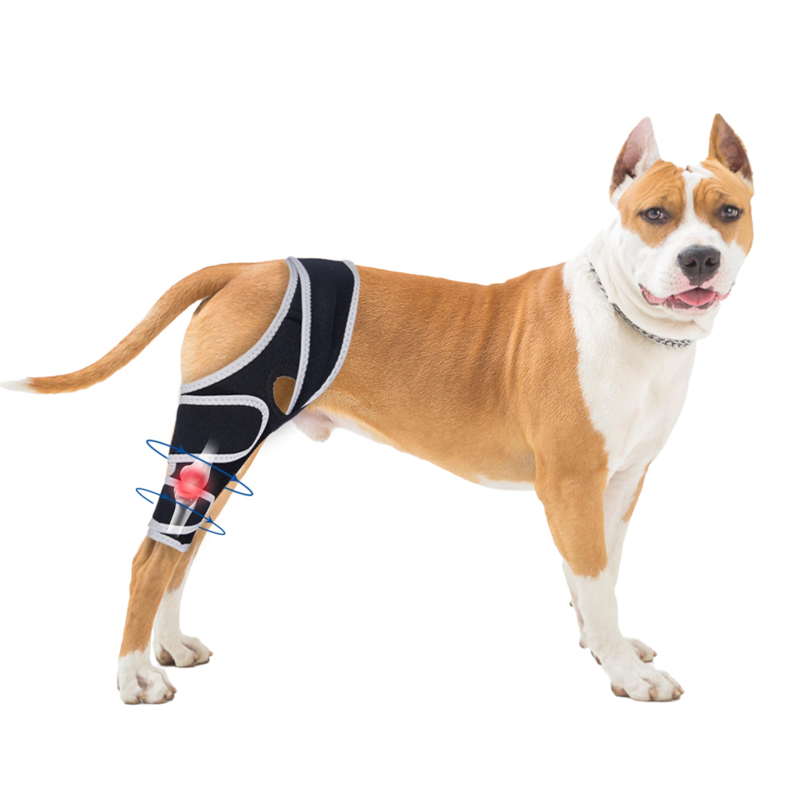 Dog Knee Brace for Tom Acl Hind Leg,Universal Dog Knee Brace for Four Legs,Relieves Ligament Injury, Adjustable Leg Support Bracket (M)