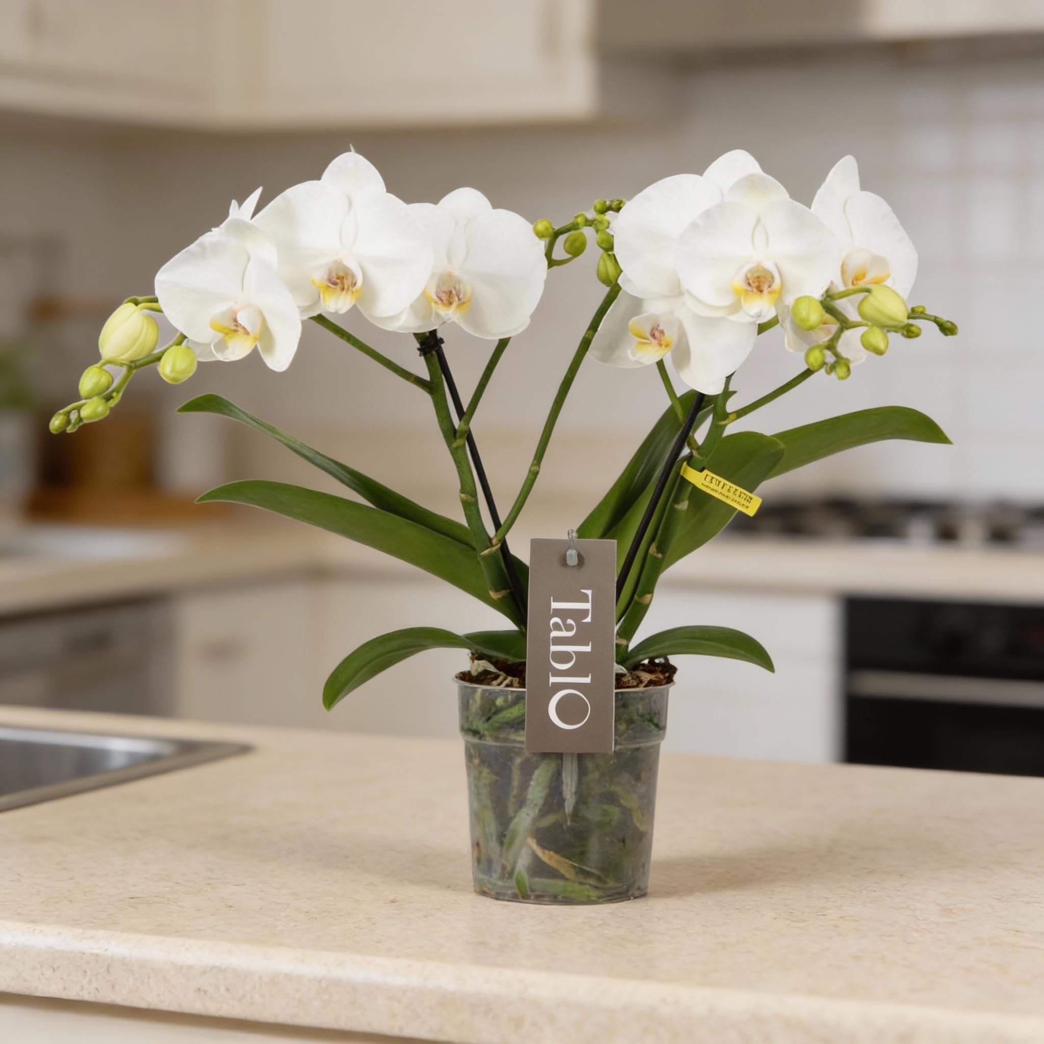 Phalaenopsis Tablo Champagne Opti-flor Orchidee