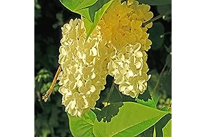 CHUXAY GARDEN Syringa vulgaris ‘Primrose’ Tree - Yellow Lilac Seeds for Privacy,...