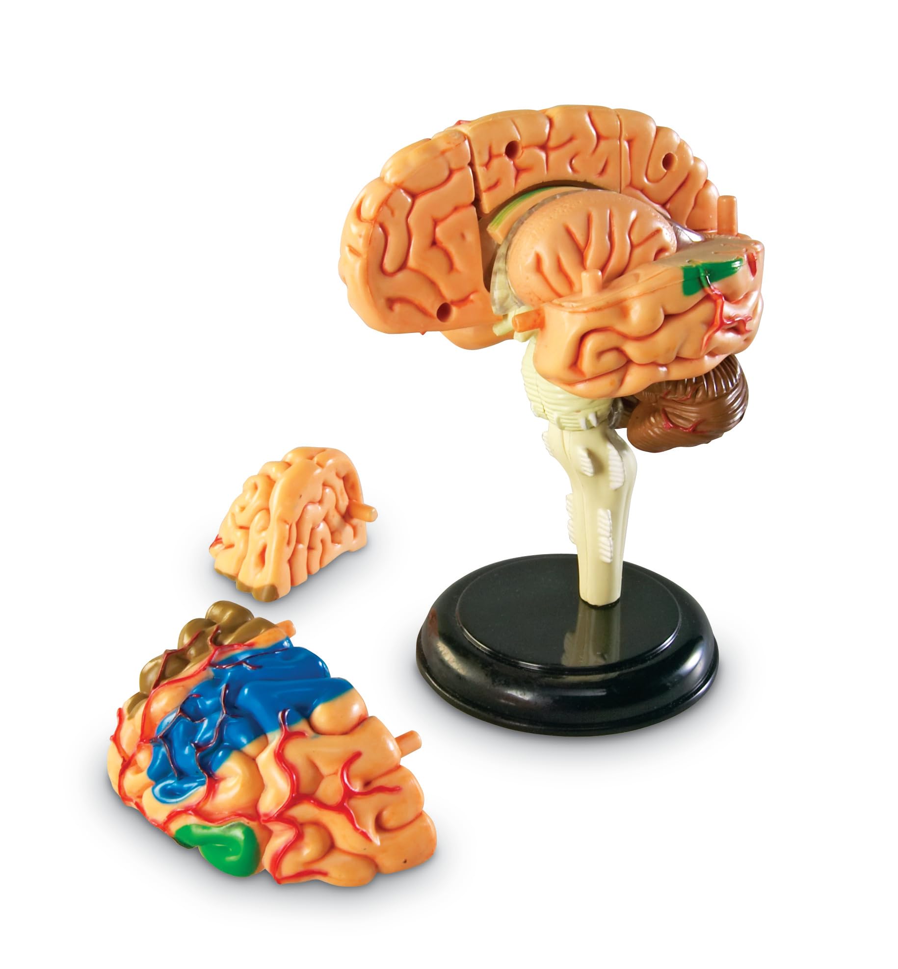 Learning Resources Czlowiek Anatomia Model Czlowiek Mózg 31-Kawałek Zestaw