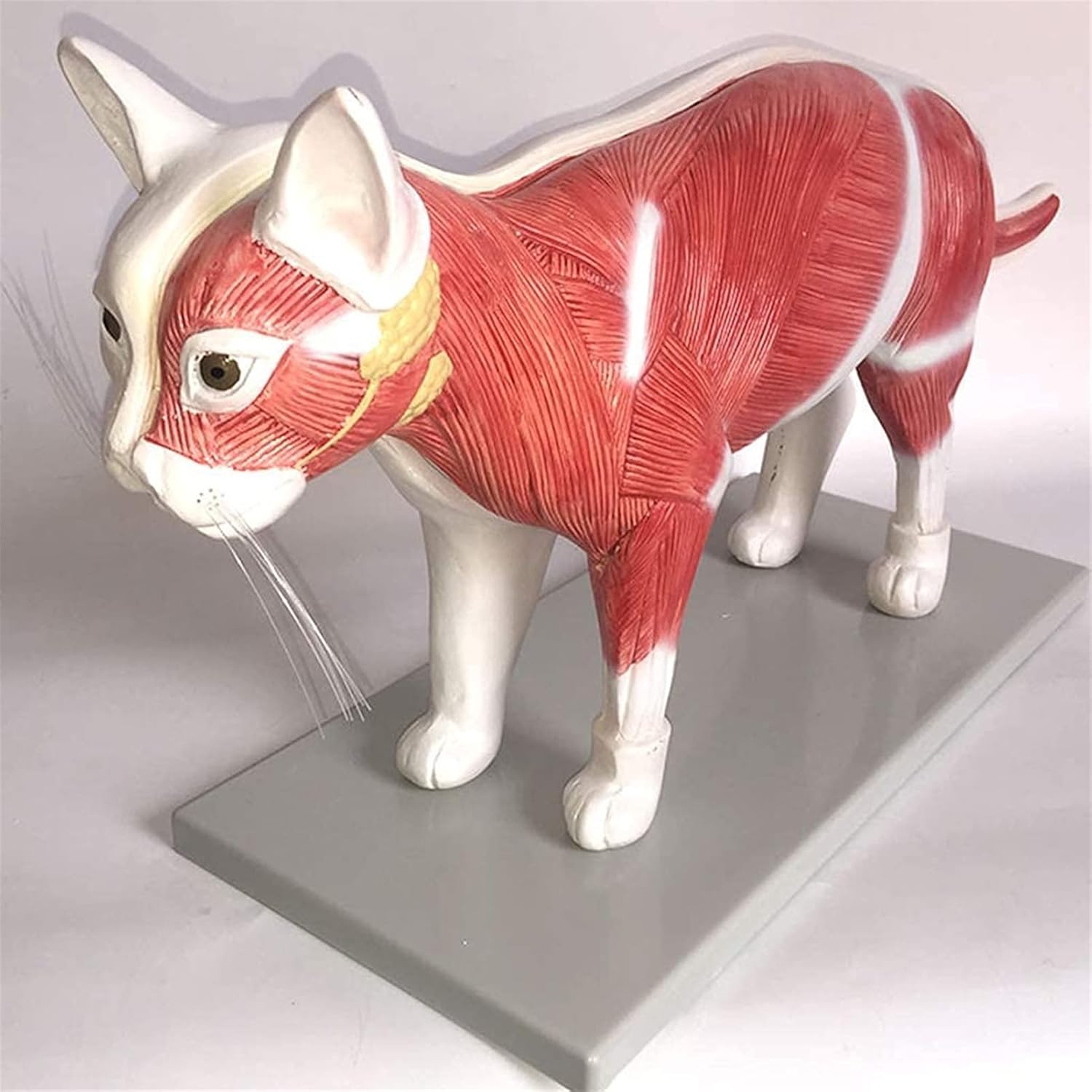 研究モデル猫モデル解剖学的ペット猫内臓モデル現実的な動物専門家畜 