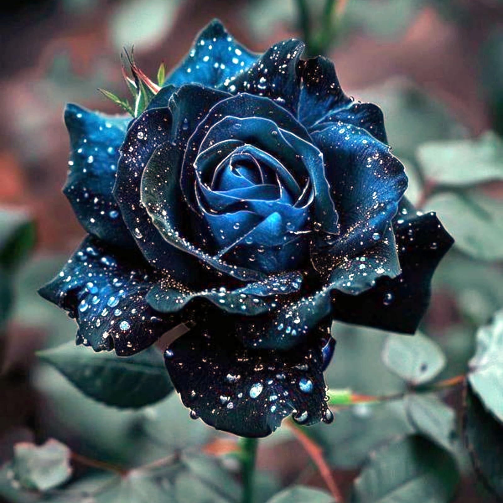 Surprise Rose Rhizome, Hardy Perennial, Garden Decoration, No Watering Required, Professional Planting, Suitable for Spring and Autumn-1 Rhizome-A
