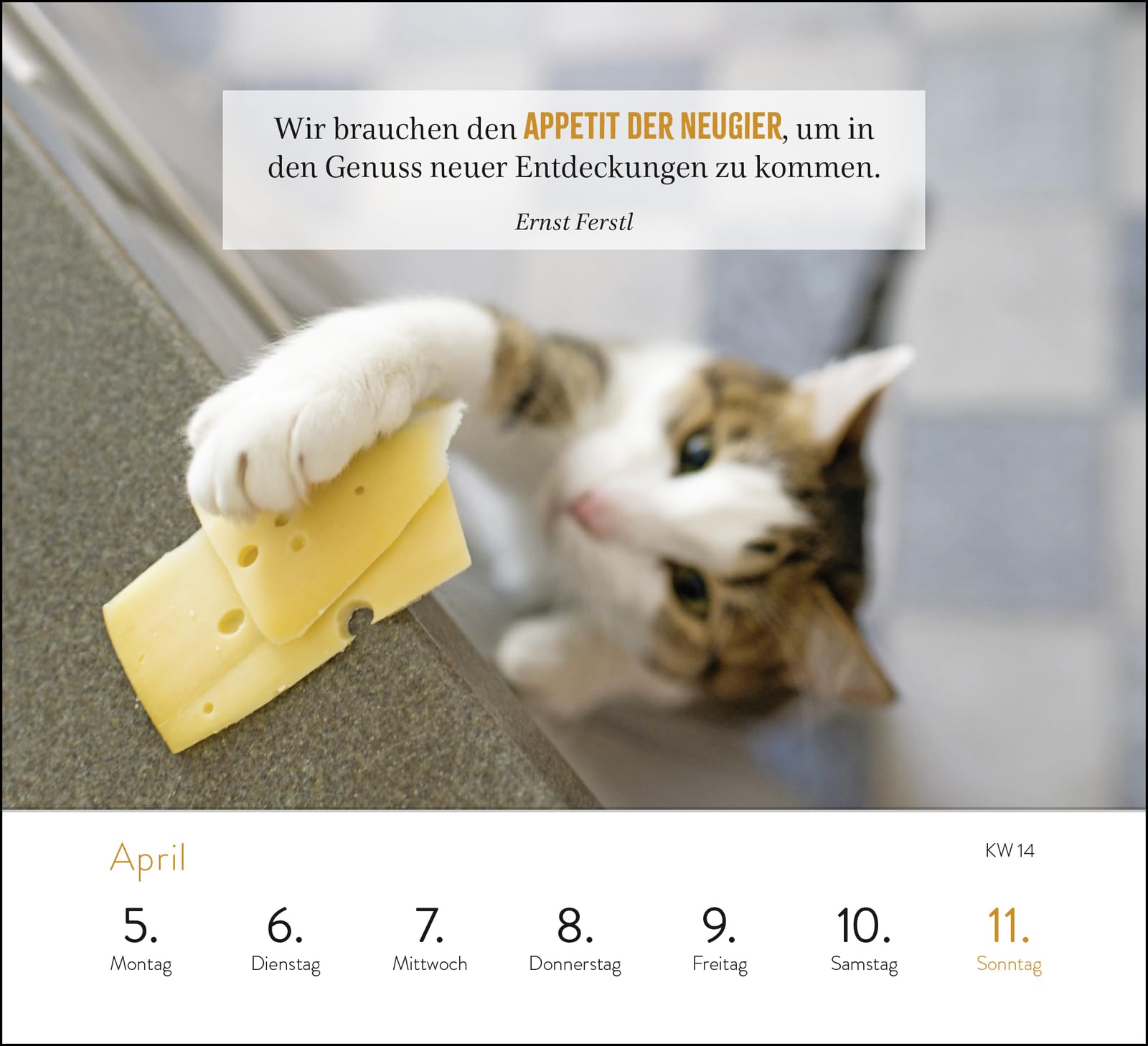 Wochenkalender 2027: Kluge Katzen: Katzenkalender zum Aufstellen mit Wochenkalendarium, Tischkalender für Katzenfreunde