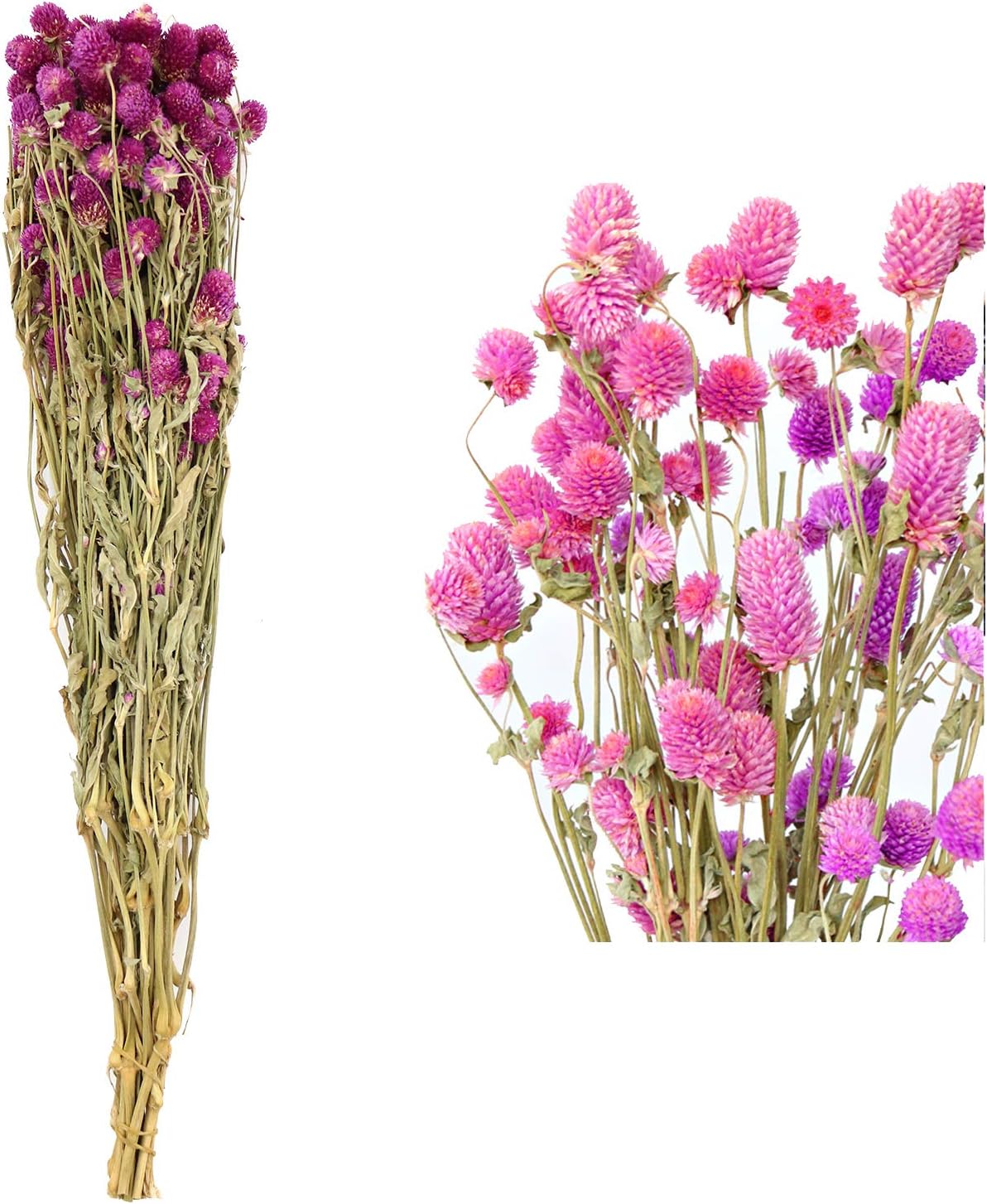 Dried Flower White Globe Amaranth Dry Flower Bundles 100% Naturally for Home Decor Party (Purple)
