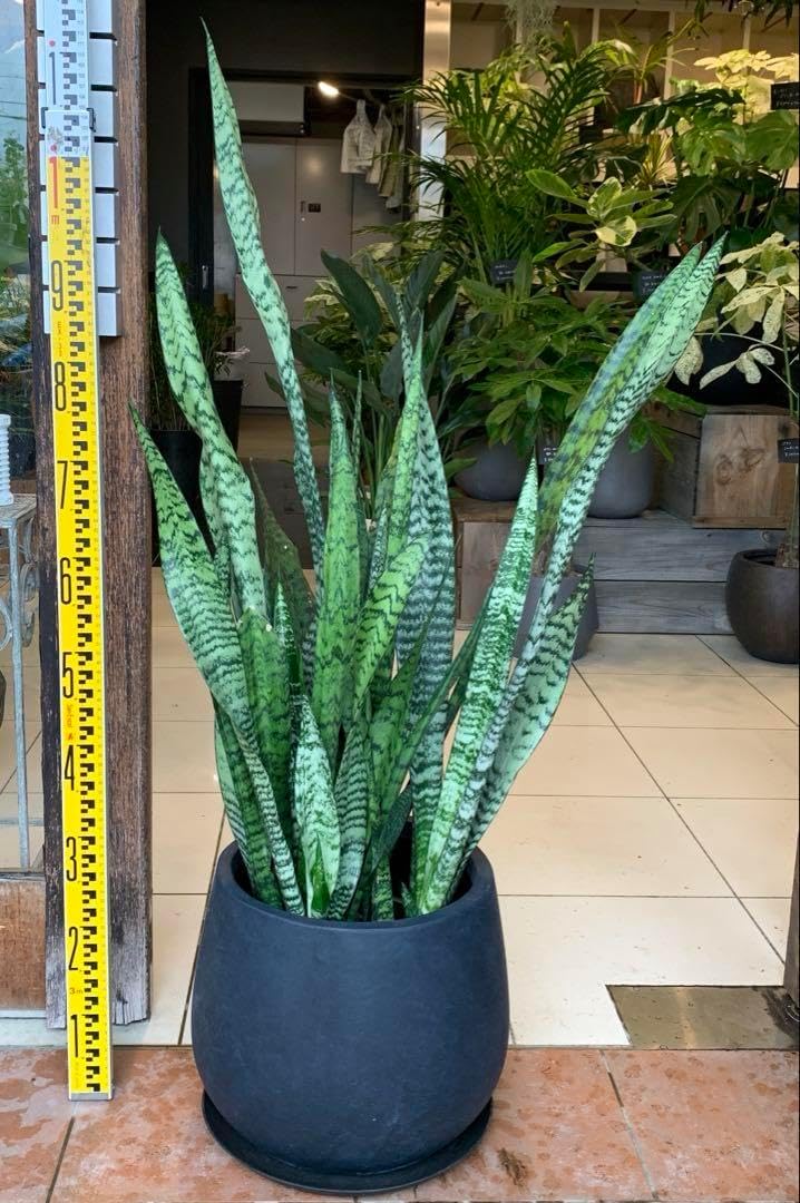 サンスベリア ローレンチ ファイバー鉢 お皿付き 陶器鉢 dショッピング