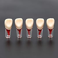 Vista 6 de 5 dientes dentales de práctica endodoncia modelo M8006 11# Standard Typodont 1:1 Teach (M8006-11#)