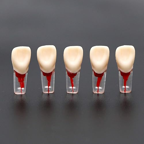 Miniatura 6 de 5 dientes dentales de práctica endodoncia modelo M8006 11# Standard Typodont 11 Teach (M8006-11#)