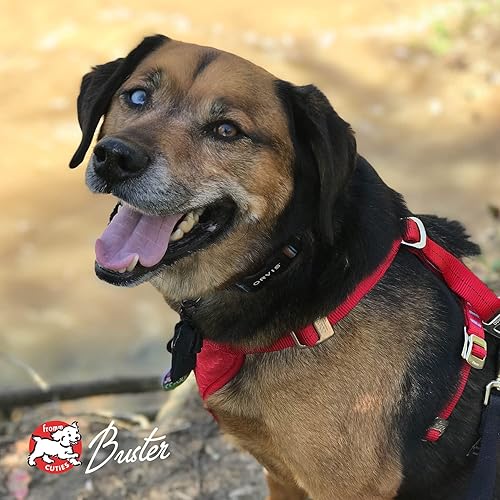 Miniatura 8 de Fromm Gold Dog Food Control de peso (5 libras)