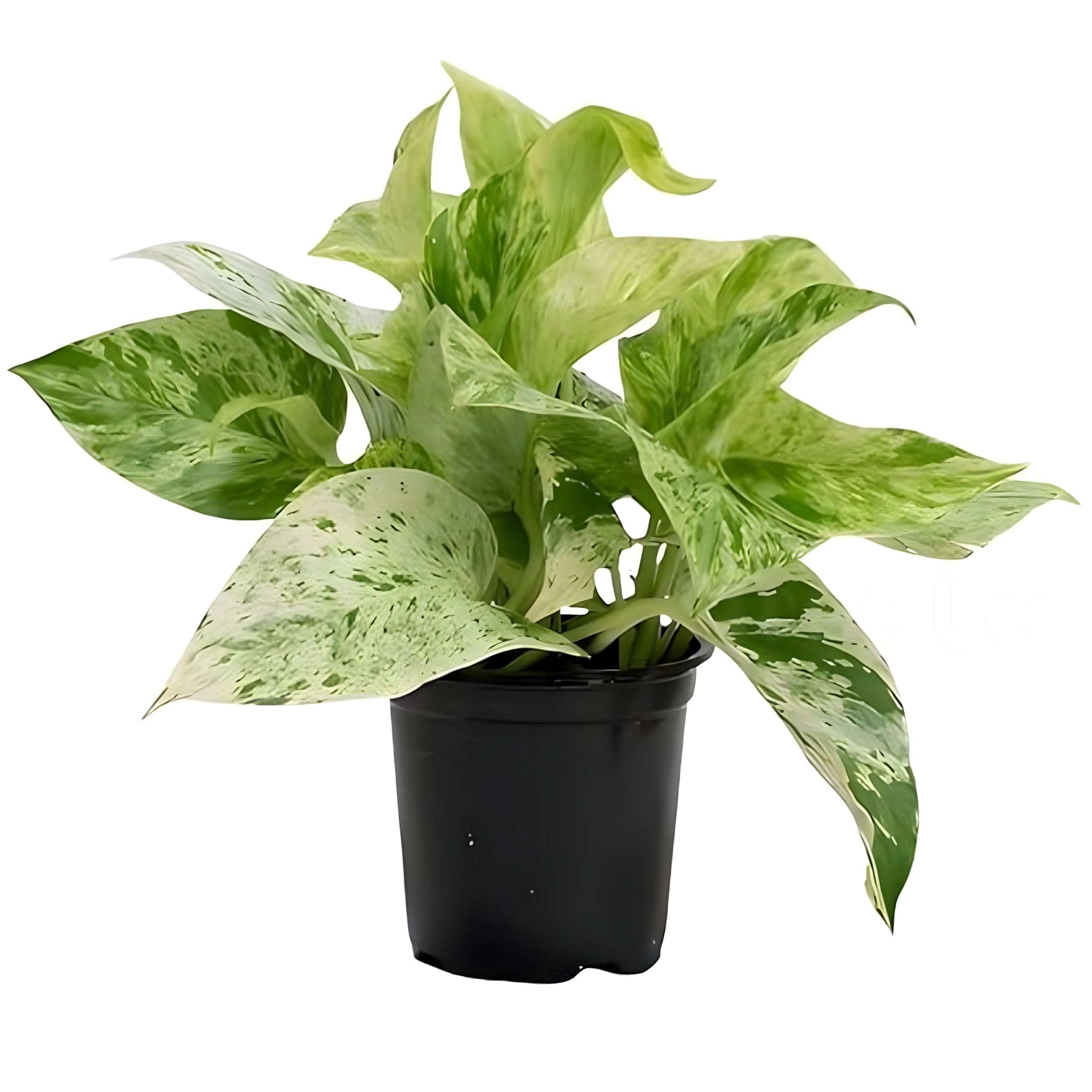 TreeGoo Marble Queen Lucky Money Plant with 4-Inch Black Pot - Easy Care, Air-Purifying Indoor Plant for Home and Office Decor