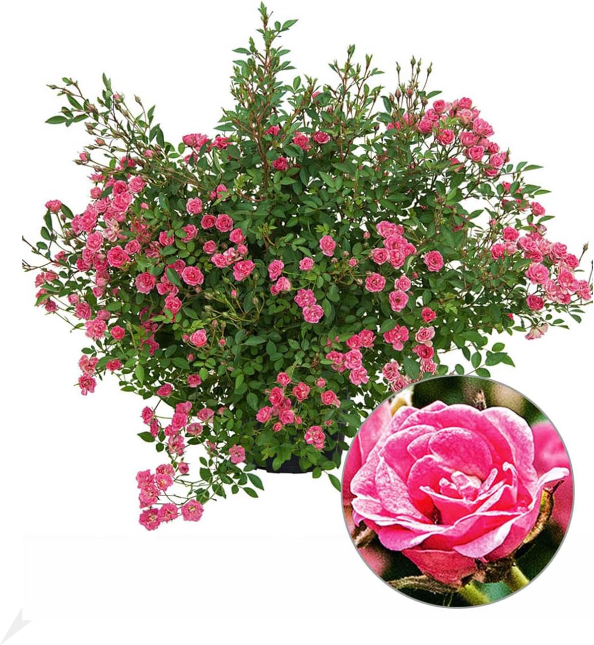 BALDUR Garten Lilly Rose® "Wonder5", 1 Pflanze, Balkonrose für Töpfe