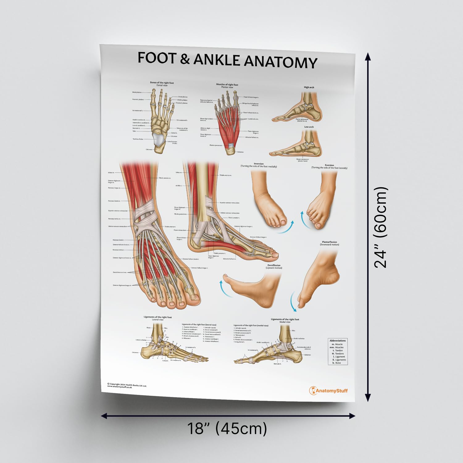 健康・医学 Anatomy of the Foot and ankle Foot and Ankle Chart - A-Z Bookstore