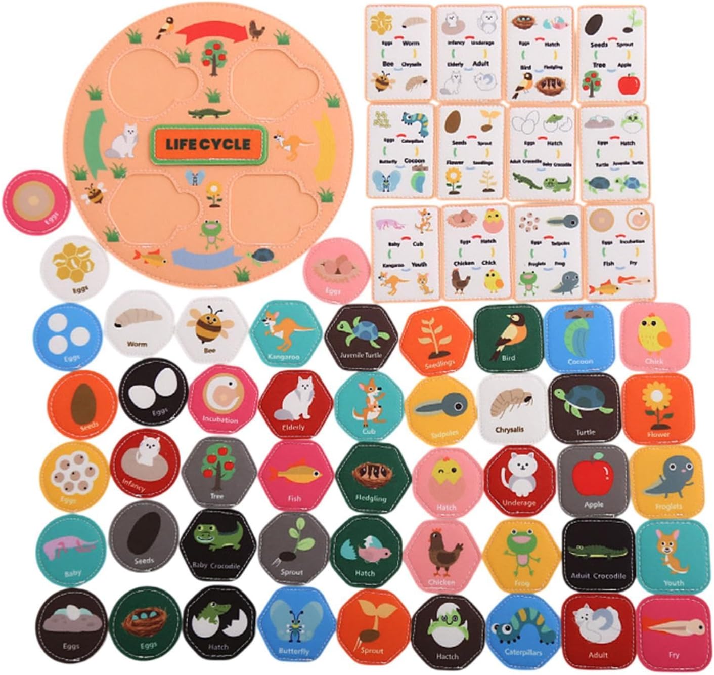 Food Chain Life Cycle Kit Animal Matching Game Birthday Gift Animal Learning Food Web for Preschool 3 4 5 6 7 8 Classroom, Orange