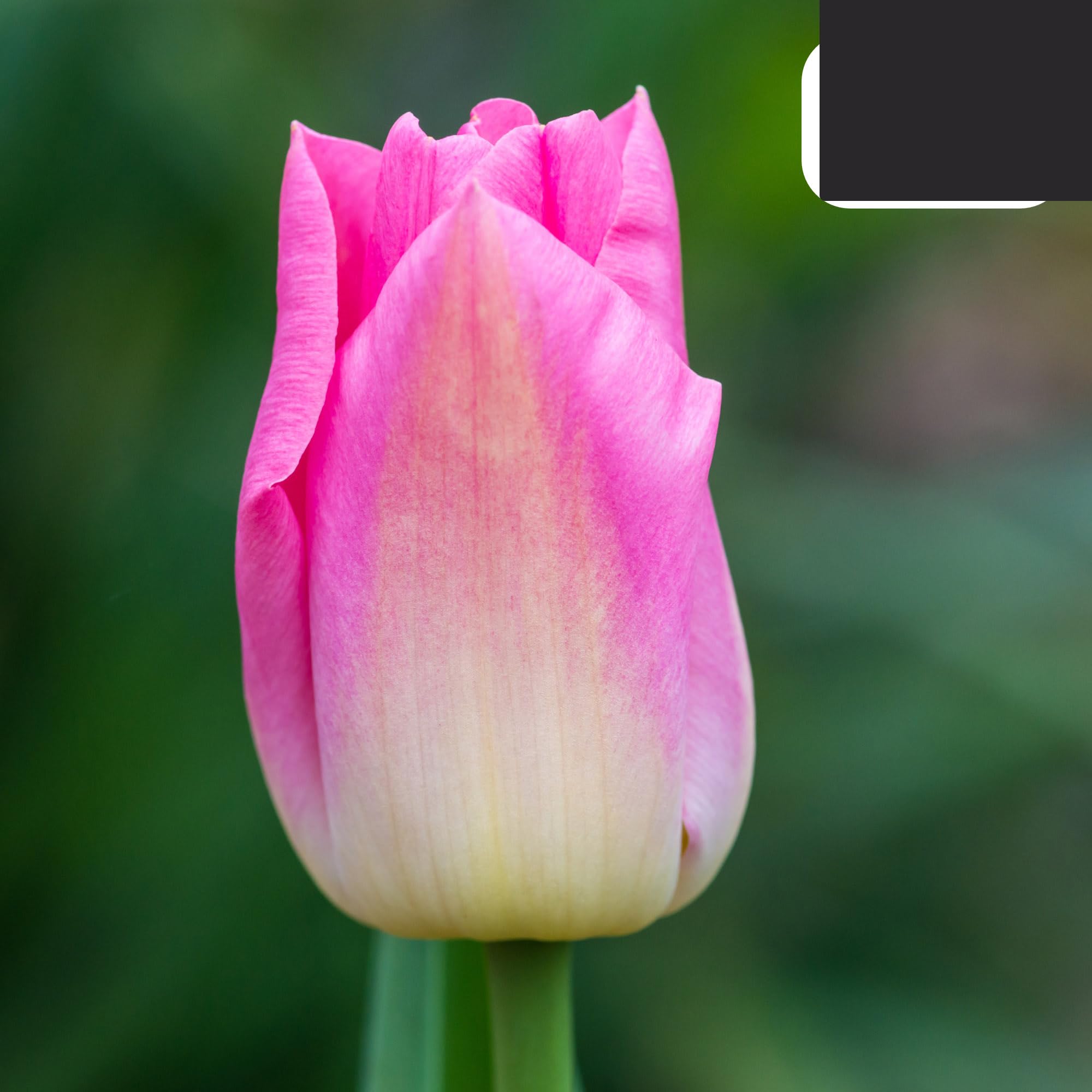 Bulbos de tulipán 'Dynasty' | 20 unidades | Tulipán rosa - 30-50cm - Ø10-12cm - Multitrato - bulbo de flor - Planta de jardín