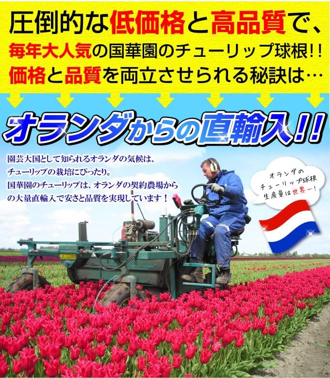 チューリップ 球根 大球 5色セット 250球セット (各50球) チューリップの球根/国華園 25年秋商品