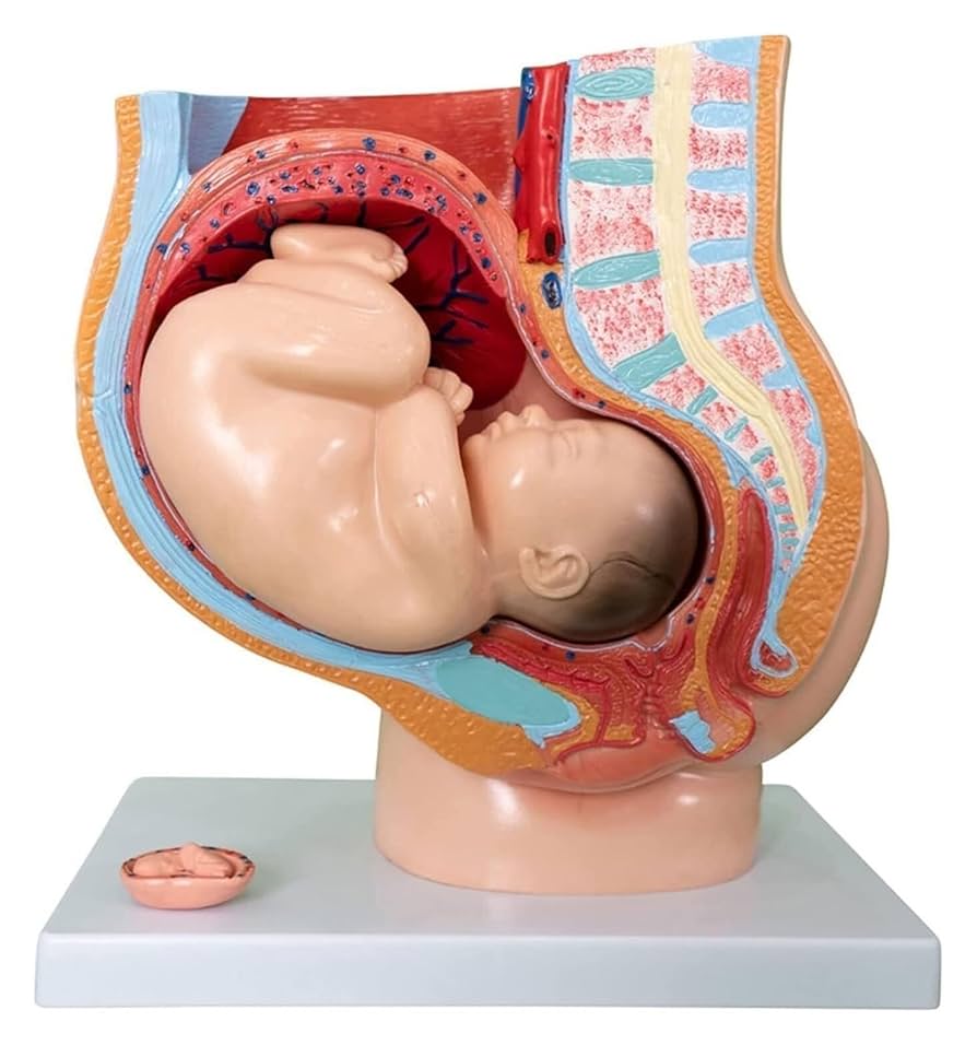 西ドイツビンテージ　人体模型 胎児と胎盤などが精巧に作られた模型 Amazon.co.jp: 赤ちゃんの骨格モデル、ヴィンテージの赤ちゃんの