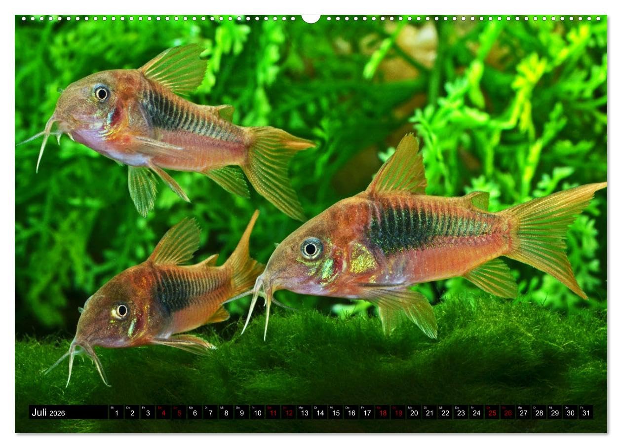 Beliebte Fische der Welt (hochwertiger Premium Wandkalender 2026 DIN A2 quer), Kunstdruck in Hochglanz: Aquaristik - Farbenprächtige Süßwasserfische