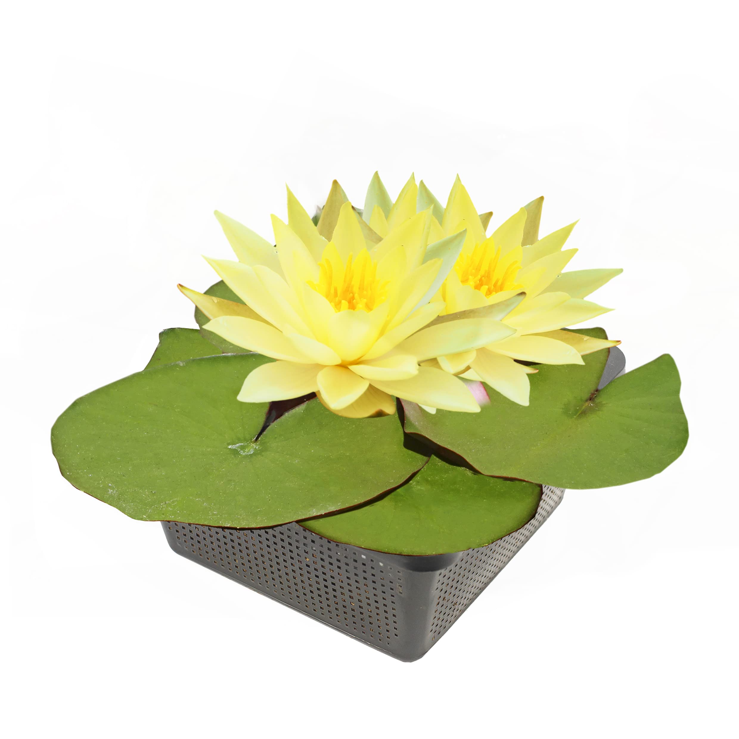 Echte Seerosen Winterhart im bunten Mix Teich Pflanzen, Aquarium Pflanzen Teichpflanzen im Pflanzkorb Wasserpflanzen Seerose Nymphaeae Anzuchtset Teichpflanzen winterhart (1 Seerose Gelb)