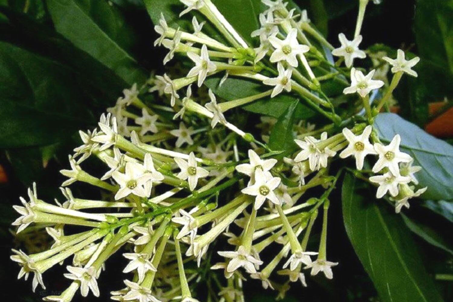 2 Night Blooming Jasmine Plants Live, 5 to 7 Inc Tall, Cestrum Nocturnum Plants Live, Jasmine Tree Seedlings