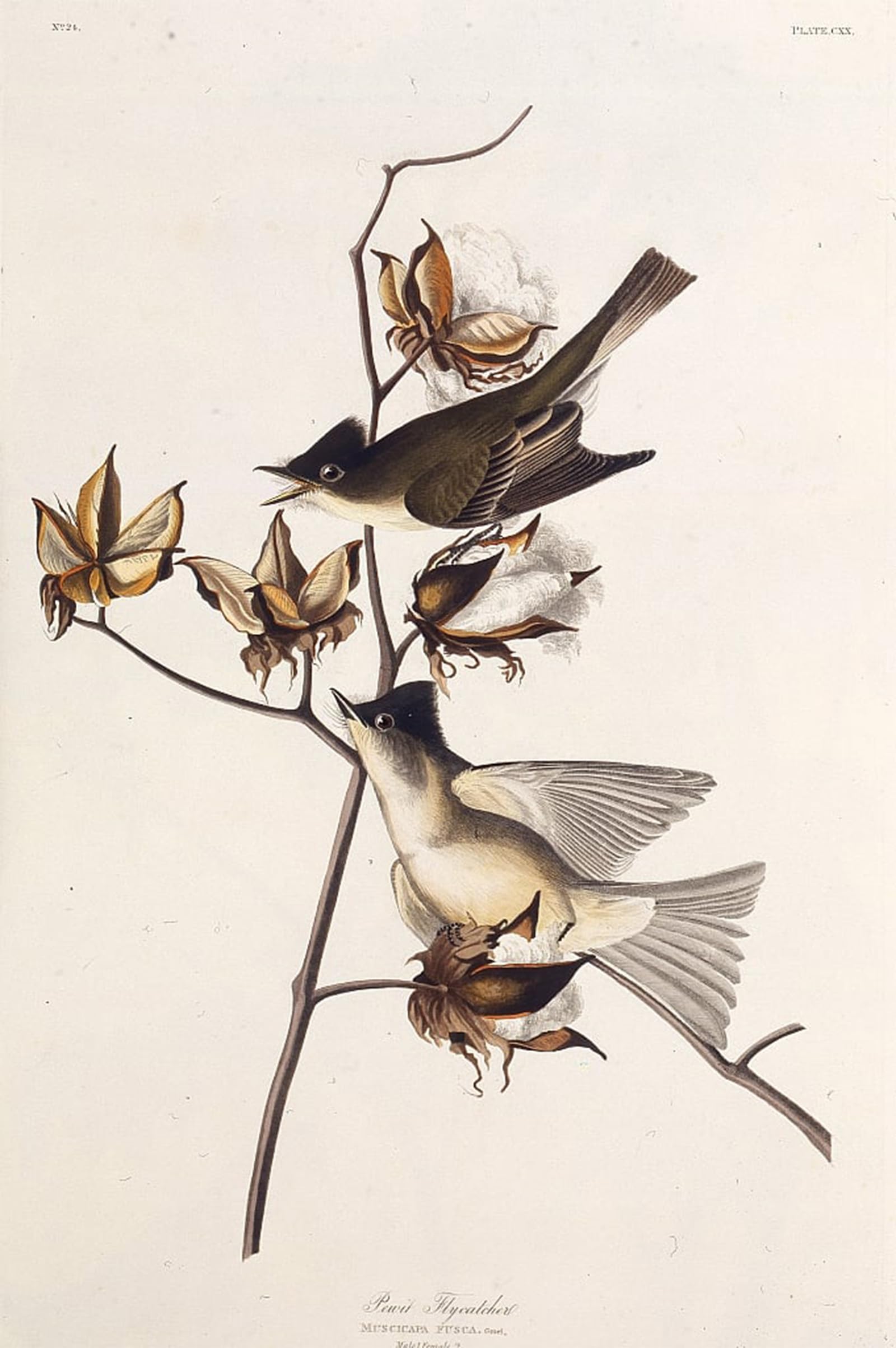 SERENDIPITP Vintage Wall Art Canvas Nordic Poster Canvas Print Picture Pewit Flycatcher From the Birds of America by John Jame Audubon Wall Art Poster for Home Decor 60x90cm